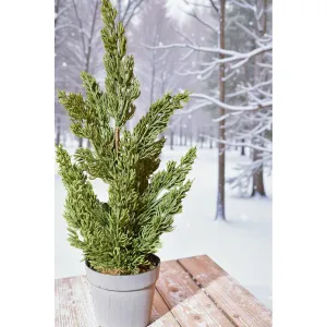 Alpine Sprig 16in 2