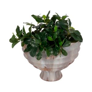 COHENPORT IVORY BOWL 9 (IN) 3