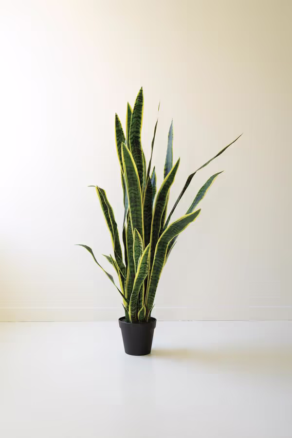 Tall Artificial Mother-In-Law Tongue in a Black Plastic Pot