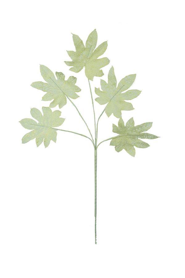 Botanica #2815