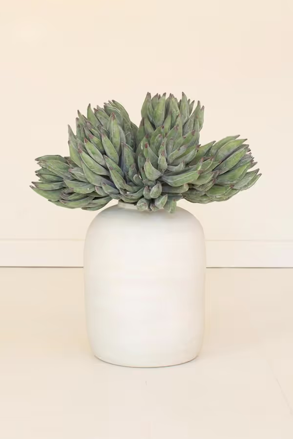 botanica #2859