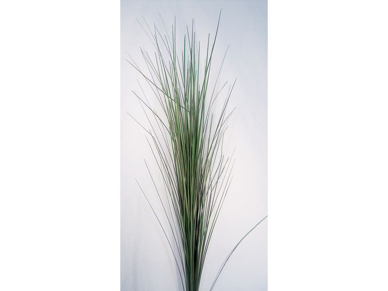 44" Coated Onion Grass Spray, 2 Tone Green 1