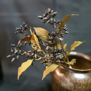 Black Wayfaring Stem 1