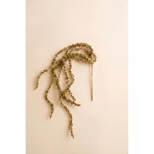 Botanica #2896 2