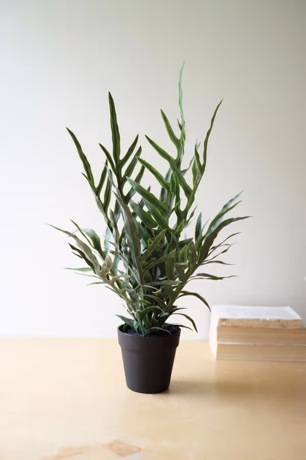 Artificial Fern in a Black Plastic Pot