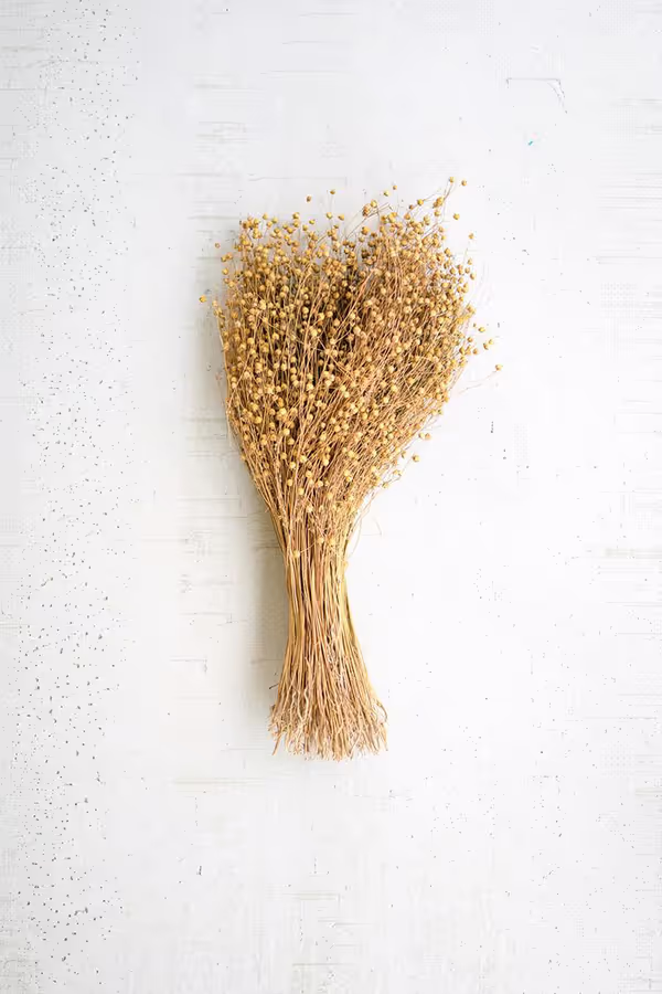 Bundle of Natural Lino Stems