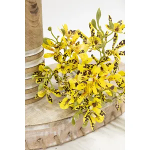 Yellow Butterfly Orchid 14in 1