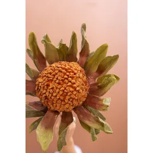 Botanica #2885 5