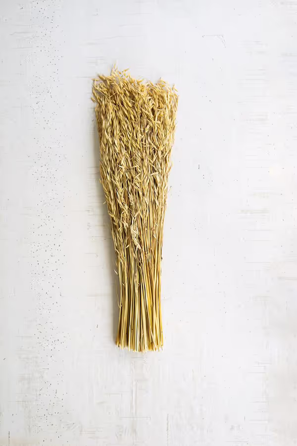 Bundle of Natural Sea Oats