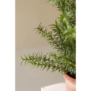 Artificial Rosemary Plant in Faux Terracotta Pot 2