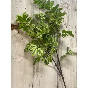 Casa Leaf Branch 1