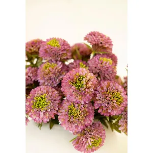 Bundle of 7 Artificial Purple Ball Dahlias 7