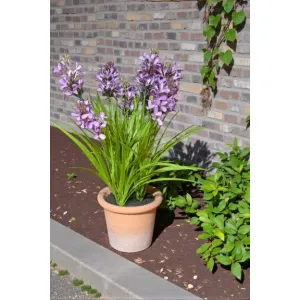 Country Bloom Pot 18in 2