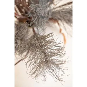 Botanica #2887 4
