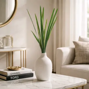Spider Plant 1