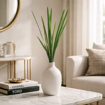 Spider Plant