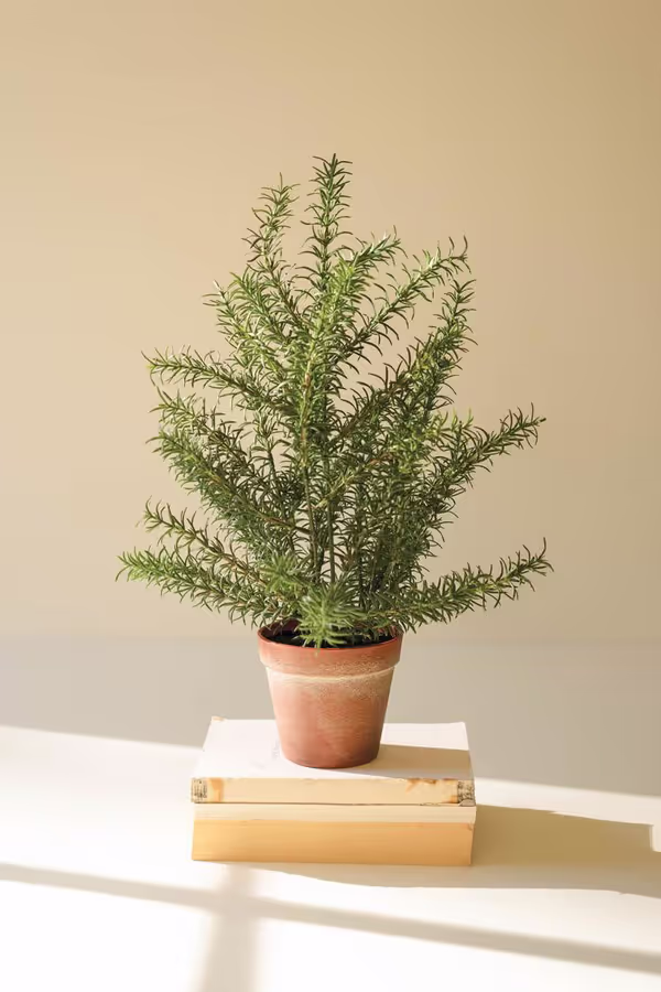 Artificial Rosemary Plant in Faux Terracotta Pot
