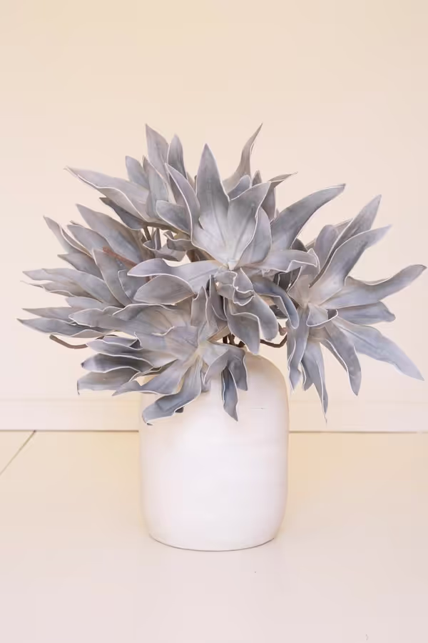 Botanica #2547