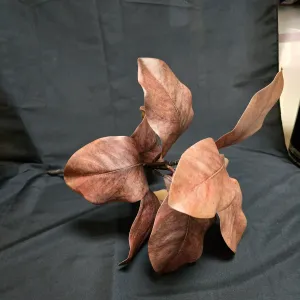 Brown Almond Stem 1