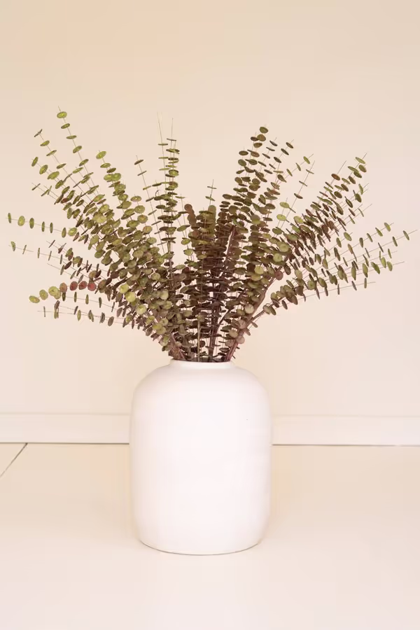 Botanica #850