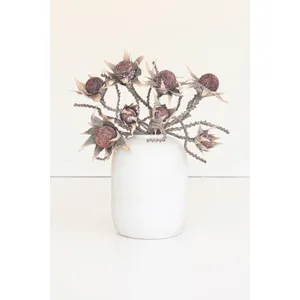 Botanica #2882 2