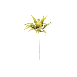 Botanica #3484 2
