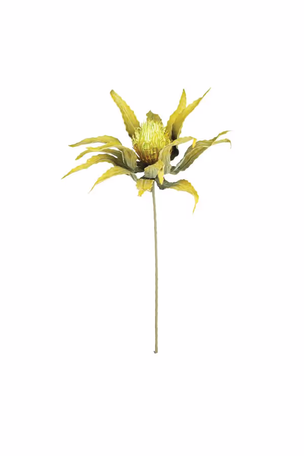 Botanica #3484