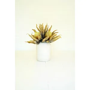 Botanica #3484 1