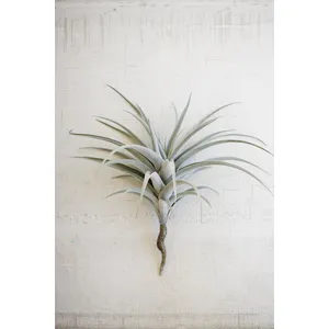 Giant Artificial Air Plant 1