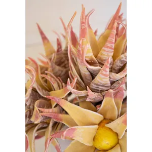 botanica #2855 3