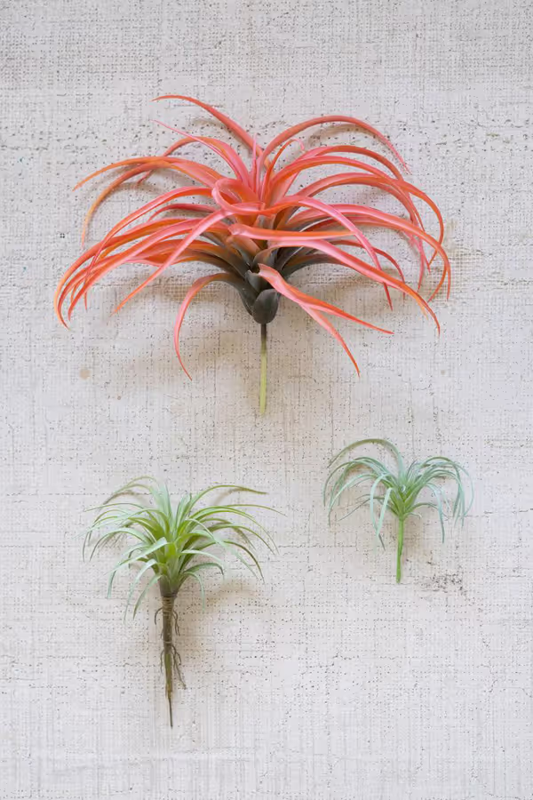 Flocking Red Air Plant