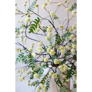 Botanica #3519 3