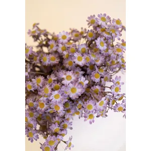 Faux Chamomile Bundle / Lavender 3