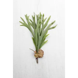 Artificial Staghorn Fern Stem 1