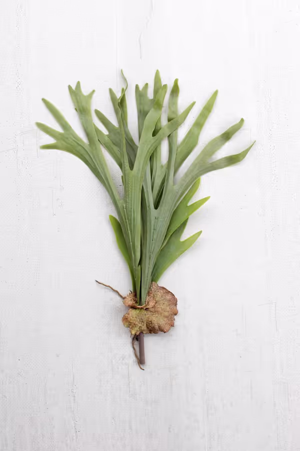 Artificial Staghorn Fern Stem
