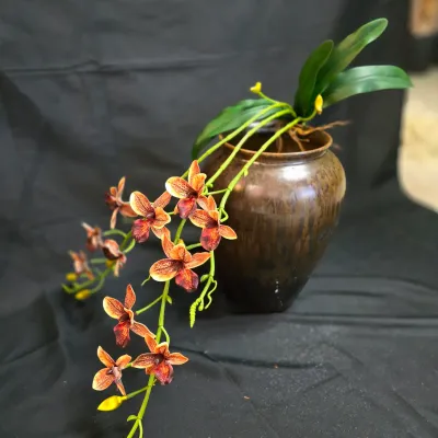 Cymbidium Boat Orchid
