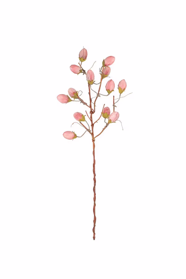 Botanica #3572