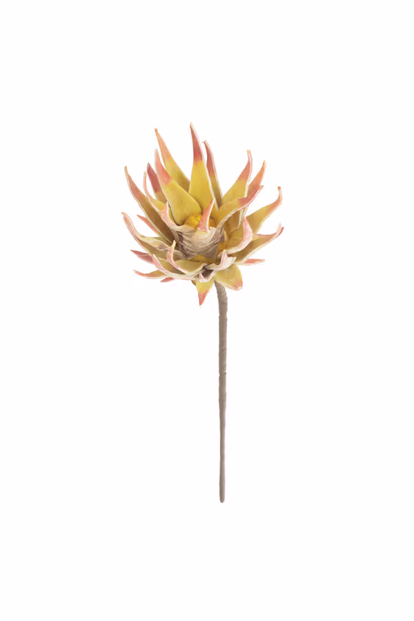 botanica #2855