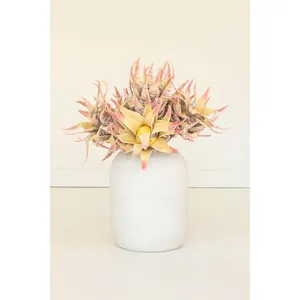 botanica #2855 1
