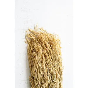 Bundle of Natural Sea Oats 2