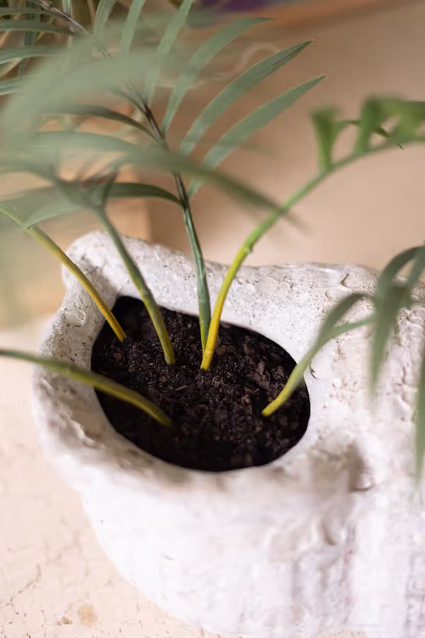Clay Conch Shell Planter with White Glaze