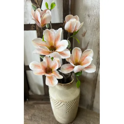 Peach Magnolia