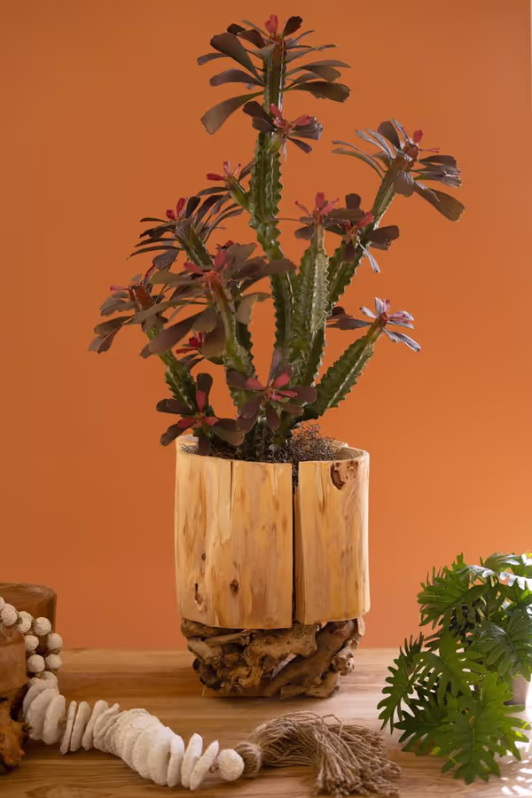 Recycled Fir Wood Vessel on a Mulberry Root Base