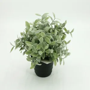 Thyme Pot 11in 3