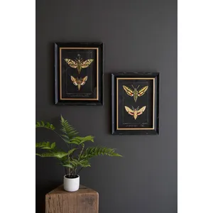 Set of 2 Framed Moth Prints Under Glass 1