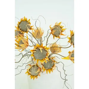 Botanica #2688 3