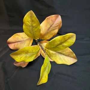 Golden Almond Stem 1