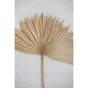 Large Natural Sun Palm Spear 2