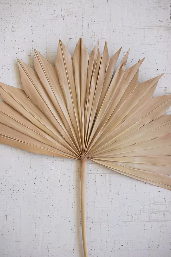 Large Natural Sun Palm Spear