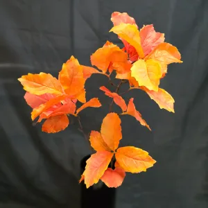 Autumn Leaves Stem 1